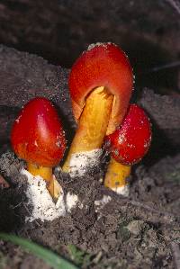 Amanita caesarea image