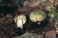 Russula redolens image