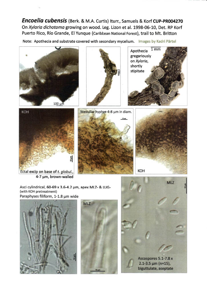 Encoelia cubensis image