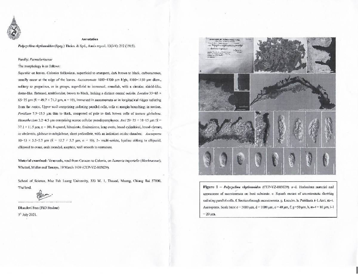 Polycyclina rhytismoides image