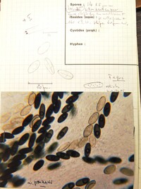 Lopadostoma pouzarii image