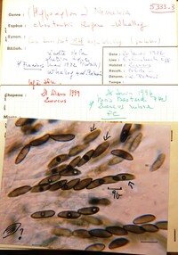 Hypoxylon chestersii image