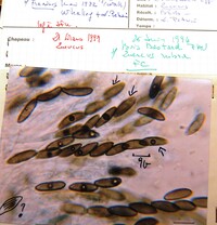 Hypoxylon chestersii image