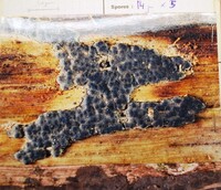 Hypoxylon chestersii image