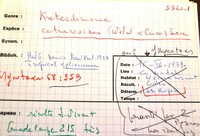 Kretzschmaria cetrarioides image