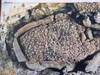 Hypoxylon cercidicola image