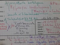 Sphaerostilbella berkeleyana image
