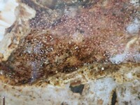 Sphaerostilbella berkeleyana image