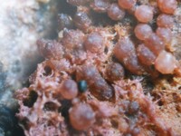 Sphaerostilbella berkeleyana image