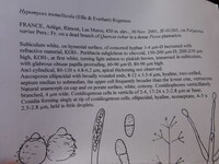 Hypomyces tremellicola image