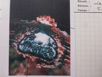 Nectria decora image