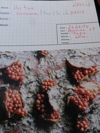 Nectria coccinea image