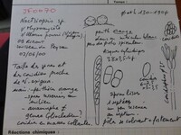 Nectriopsis exigua image