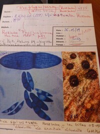 Nectria spirostriata image