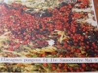 Haematonectria haematococca image
