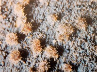 Lasiosphaeriella nitida image