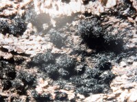 Lasiosphaeria hispida image