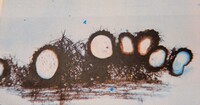 Lasiosphaeria hispida image