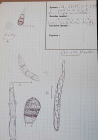 Lasiosphaeria punctata image