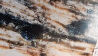 Lasiosphaeria munkii image