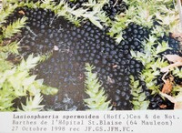 Lasiosphaeria spermoides image