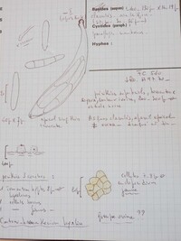 Lasiosphaeria vestita image
