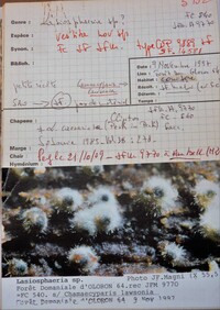 Lasiosphaeria vestita image