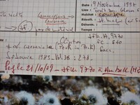 Lasiosphaeria vestita image