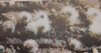 Lasiosphaeria vestita image