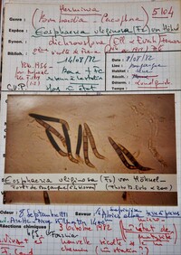 Eosphaeria uliginosa image