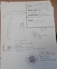 Lasiosphaeria pyramidata image