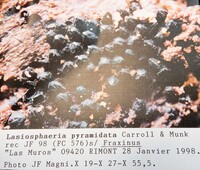 Lasiosphaeria pyramidata image