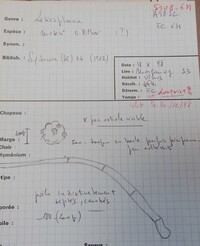 Lasiosphaeria moseri image