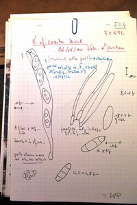 Lasiosphaeria coacta image