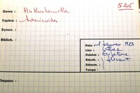 Anthostomella tomicoides image