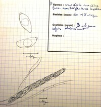 Anthostomella tomicoides image