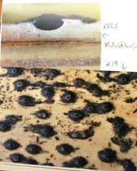Anthostomella tomicoides image