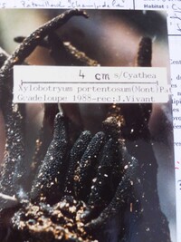 Xylobotryum portentosum image