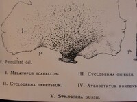 Xylobotryum portentosum image