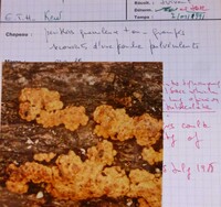 Hypoxylon dumontii image