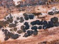 Hypoxylon fuscum image