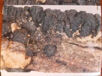 Hypoxylon cyclopicum image