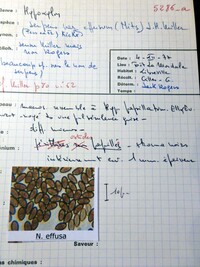 Nemania effusa image