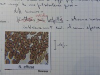 Nemania effusa image