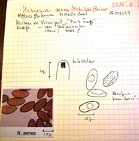 Nemania aenea image