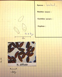 Nemania diffusa image