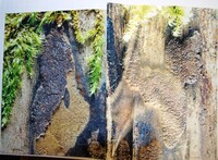 Hypoxylon carbonaceum image