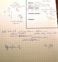 Hypoxylon monticulosum image