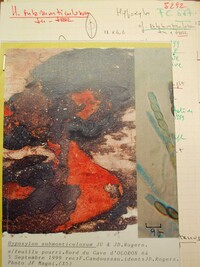 Hypoxylon submonticulosum image
