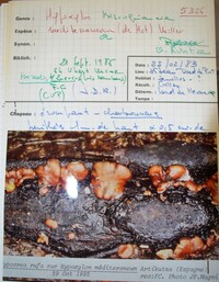 Biscogniauxia mediterranea var. mediterranea image